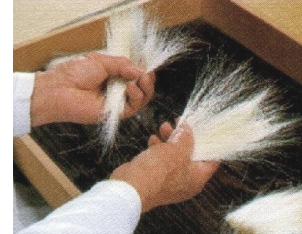 赤ちゃん筆の選毛、毛組み